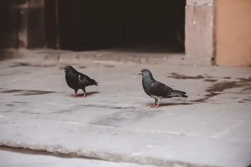 dépigeonnage Coudekerque-Branche