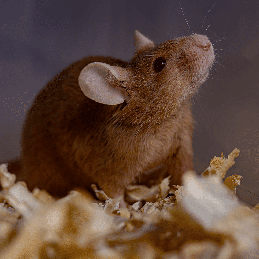 Dératisation à Dunkerque