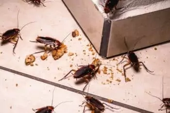 désinsectisation à Dunkerque