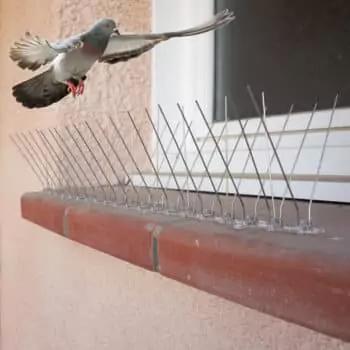 depigeonnage et anti-oiseaux à Coudekerque-Branche
