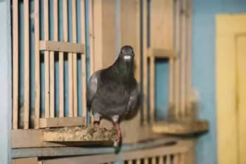 dépigeonnage et anti-oiseaux à Dunkerque