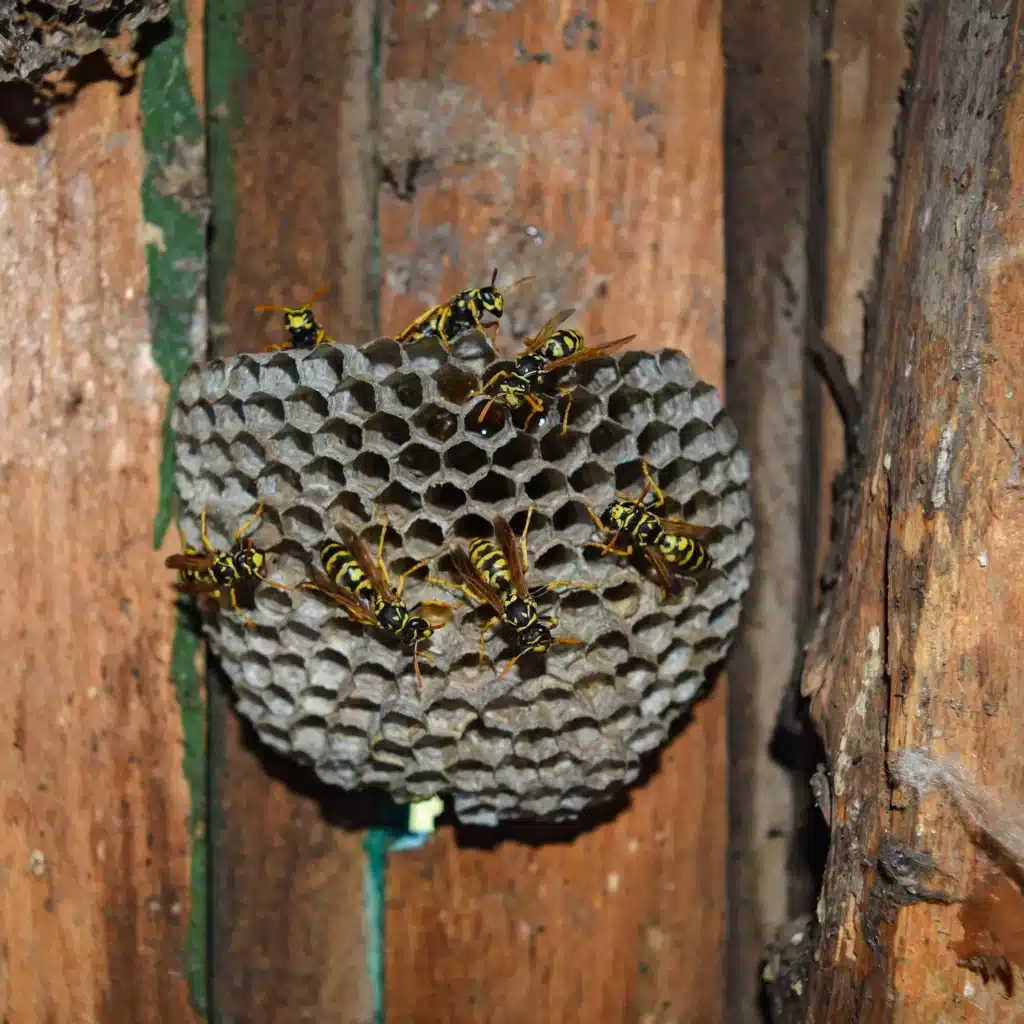 Désinsectisation à Dunkerque