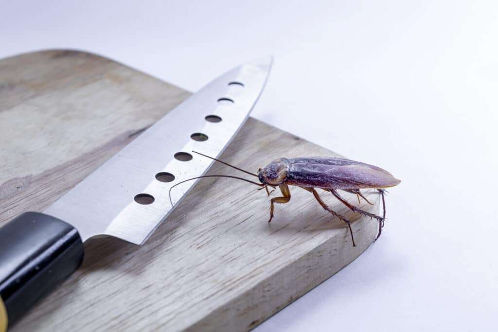Cafards dans une cuisine à Dunkerque