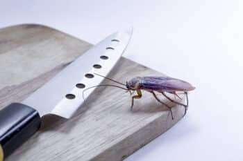 Cafards dans une cuisine à Dunkerque