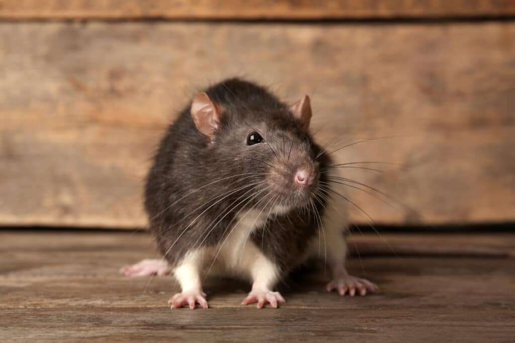 Vulnérabilité environnementale et nuisibles à Grande-Synthe