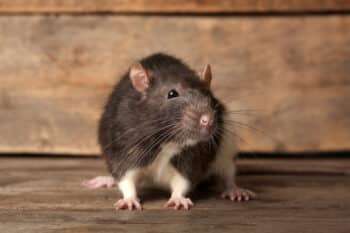 Vulnérabilité environnementale et nuisibles à Grande-Synthe