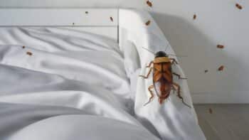 présence de cafards dans une cuisine à Dunkerque