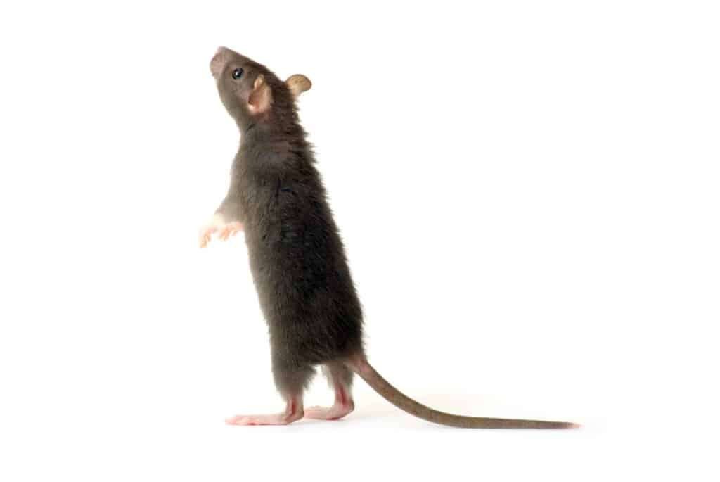Rats autour des poubelles à Gravelines