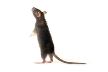 Rats autour des poubelles à Gravelines